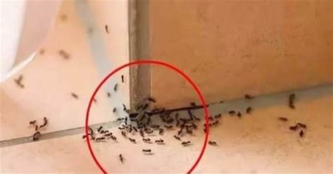 峰 種類 家裡螞蟻突然變多